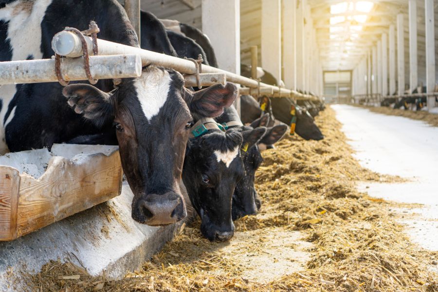 Cowshed. Dairy cows in a farm. Cows eating  fresh hay. Natural m