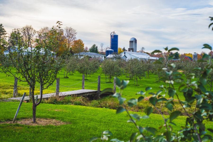 Farmland Landscape in Lewis County