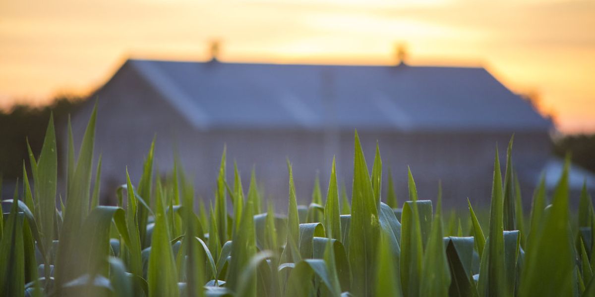 Corn field in Lewis County