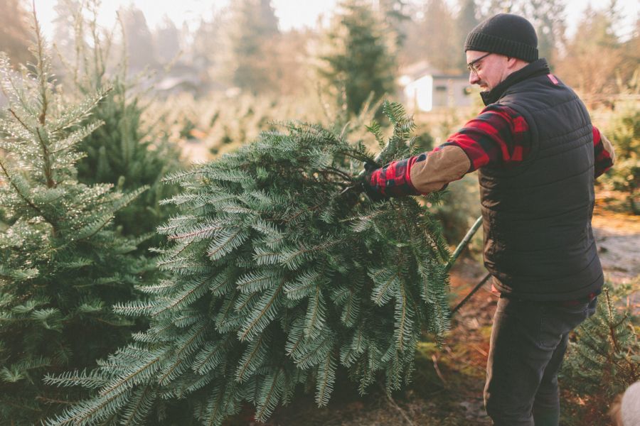 A man at a Christmas tree farm standing with the tree he cut down.
